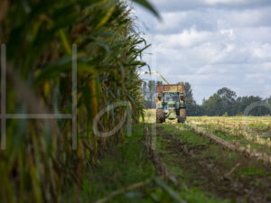 Maïsteelt (16B5573)