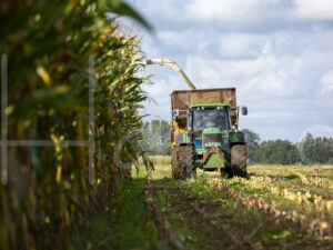 Maïsteelt (16B5585)