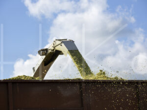 Maïsteelt (16B5598)