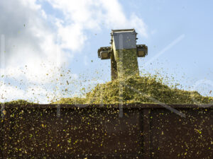 Maïsteelt (16B5600)