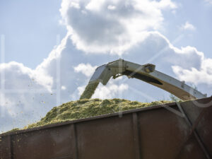 Maïsteelt (16B5609)