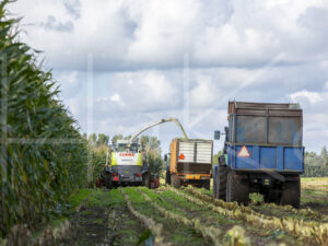 Maïsteelt (16B5615)