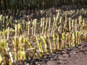 Maïsteelt (16B5619)