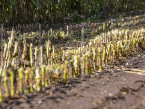 Maïsteelt (16B5621)