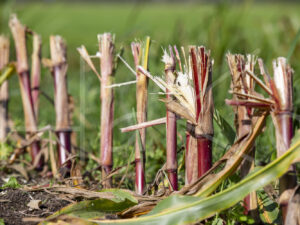 Maïsteelt (16B5624)