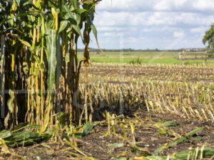 Maïsteelt (16B5627)