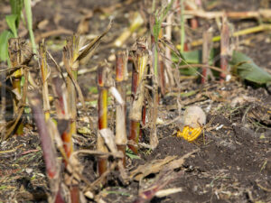 Maïsteelt (16B5631)