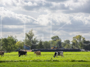 Maïsteelt (16B5635)