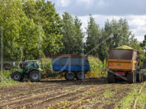 Maïsteelt (16B5638)