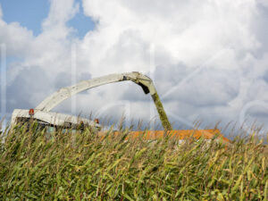 Maïsteelt (16B5642)