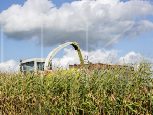 Maïsteelt (16B5648)