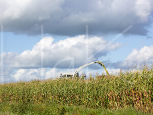 Maïsteelt (16B5658)