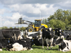 Maïsteelt (16B5683)