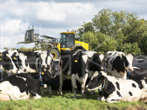 Maïsteelt (16B5690)