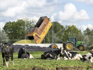 Maïsteelt (16B5713)