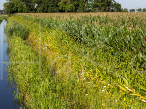 Maïsteelt (16B7250)