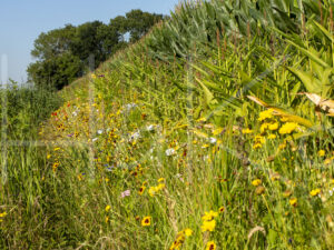 Maïsteelt (16B7256)