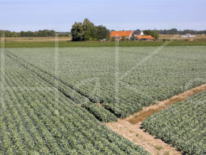 Spruitenteelt (16B7683)