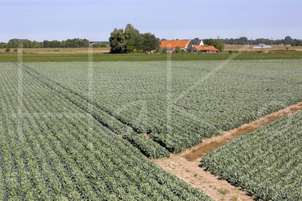 Spruitenteelt (16B7683)