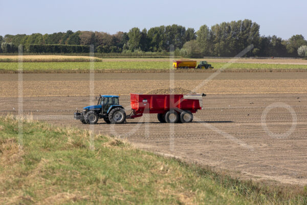 Aardappelteelt (16B7695)