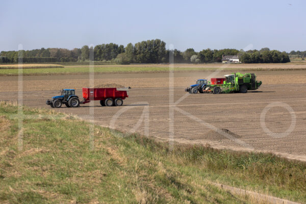 Aardappelteelt (16B7704)