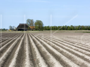 Aardappelteelt (16B8237)