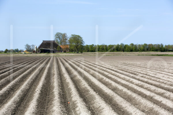 Aardappelteelt (16B8237)