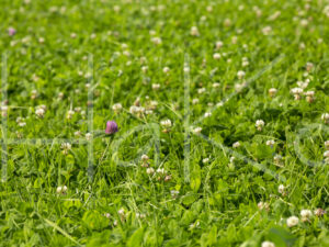 Overige veeteelt (16B0078)