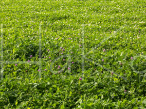 Overige veeteelt (16B0084)