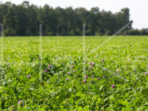 Overige veeteelt (16B0086)