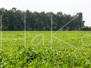 Overige veeteelt (16B0090)