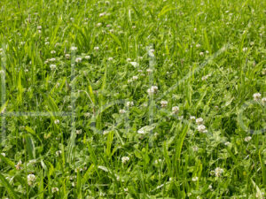 Overige veeteelt (16B2801)