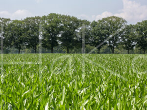 Maïsteelt (16B3078)