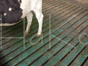 Overige veeteelt (16B5354)