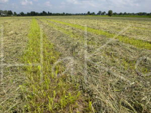 Overige veeteelt (16B5564)