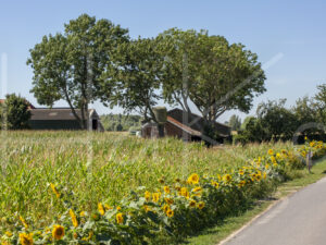 Maïsteelt (16B7312)