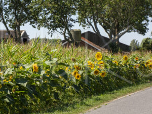 Maïsteelt (16B7315)