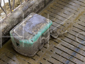 Overige veeteelt (0Y3A0023)