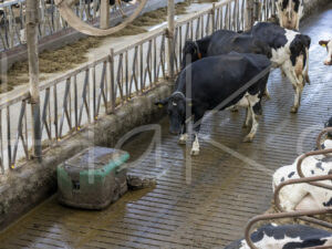 Overige veeteelt (0Y3A0036)