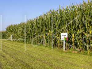 Maïsteelt (16B0474)