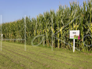 Maïsteelt (16B0475)