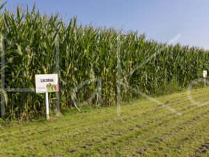 Maïsteelt (16B0484)