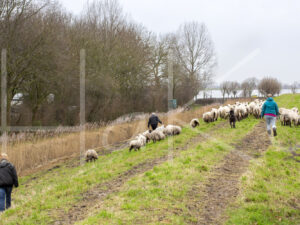 Schapen (16B0564)