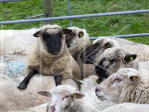 Schapen (16B0572)