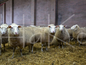Schapen (16B0738)