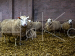 Schapen (16B0739)
