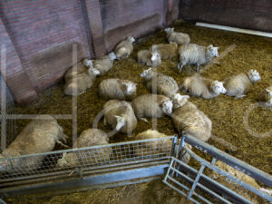 Schapen (16B0918)