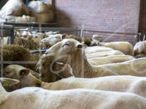 Schapen (16B1037)
