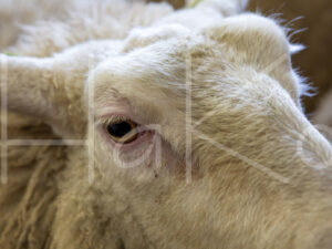 Schapen (16B1255)