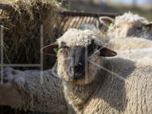 Zwartkop schaap (16B2518)